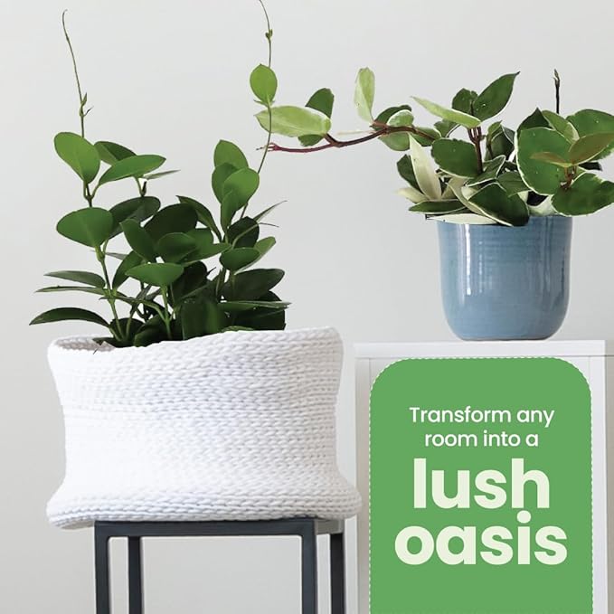 American Plant Exchange Live Assorted Hoya Plants, Plant Pots with Colorful Flowers for Home and Garden Decor, 6" Pot, Pack of 2