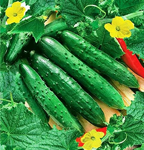Seeds Vegetable Cucumber April F1 Self-Pollinated 45 Days Heirloom for Pickling - 10 Seeds