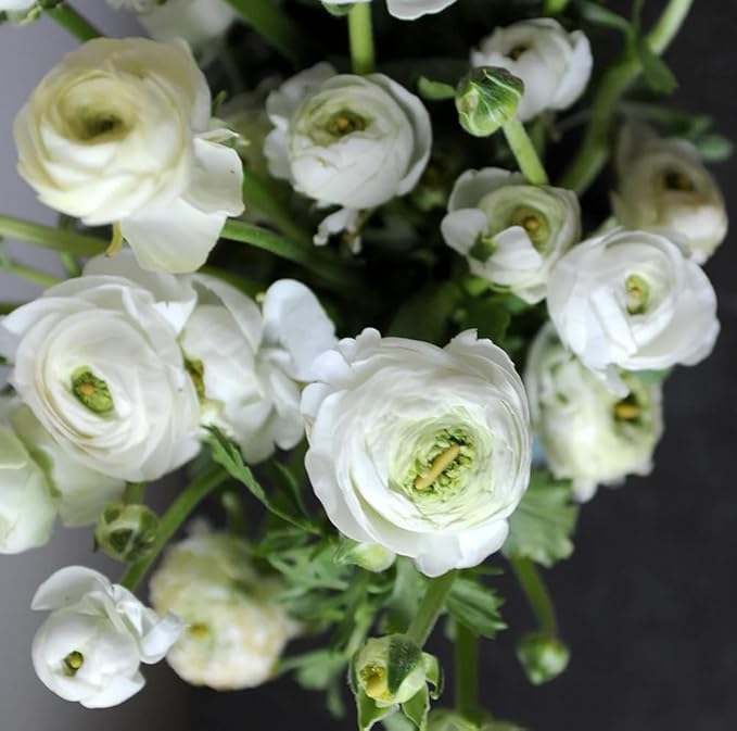 Mixed Peony Ranunculus Bulbs- Persian Buttercup -10 Corms Bulbs Flowering Blooms Perennial Bulbous Root Garden Plant (White)