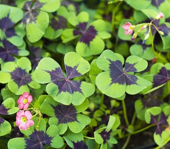 Iron Cross Shamrock Bulbs for Planting - Fast Growing Year Round Color Indoors or Outdoors - Oxalis Shamrock Bulbs for Good Luck (20 Bulbs)