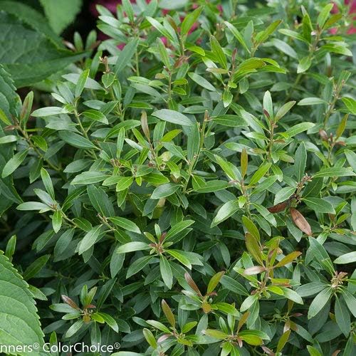 Ilex glabra Gem Box (Inkberry Holly) Evergreen, 2-Size Container, Green Foliage