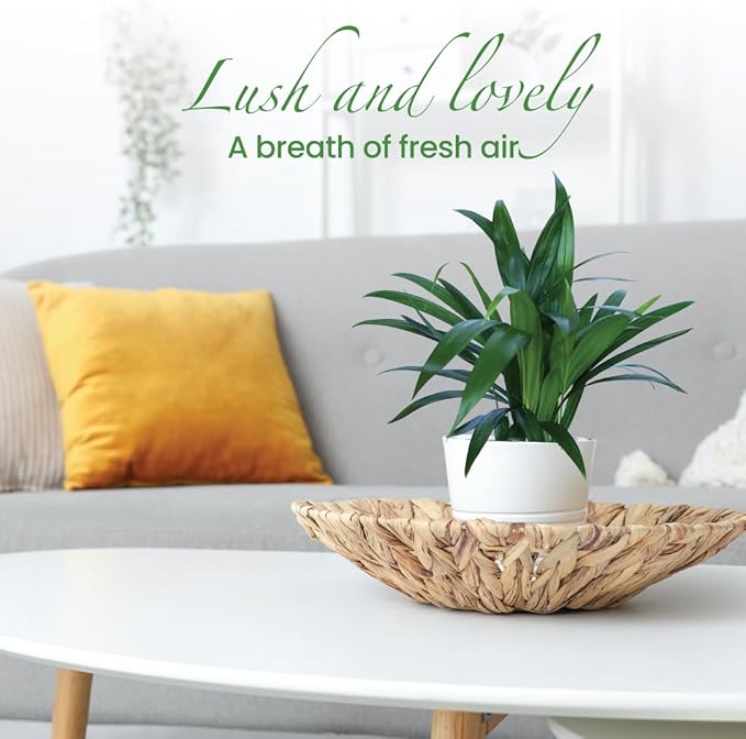 American Plant Exchange Areca Palm 3 Pack Live Plant, 4" Pots, Top Indoor Air Purifiers