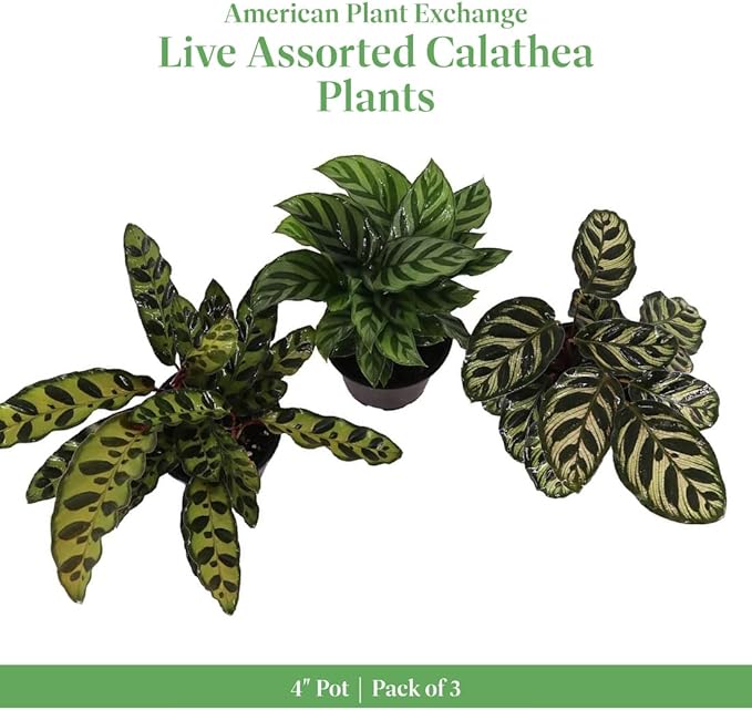 American Plant Exchange Live Assorted Calathea Plants, Prayer Plants, Plant Pots for Home and Garden Decor, 4" Pot, Pack of 3