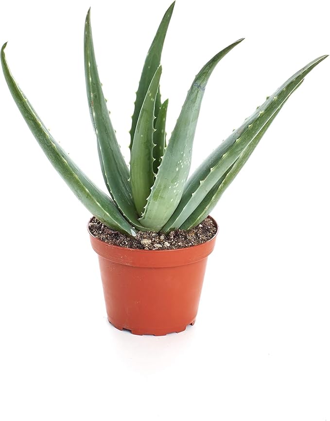 Shop Succulents | Alluring Aloe Collection of Live Aloe Plants, Hand Selected Variety Pack of Aloe Plants, | Collection of 3 in 4 pots