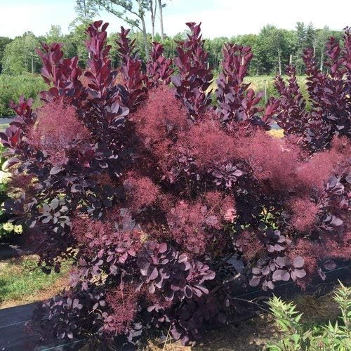 Green Promise Farms Cotinus cogg. Winecraft Black (Smokebush) Shrub, 3 Size Container, Pink Flowers