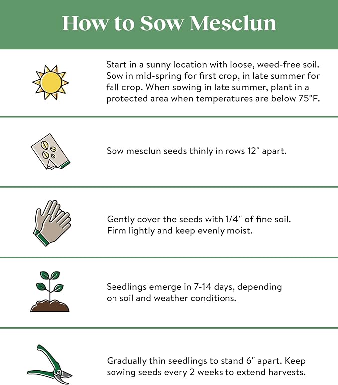 Burpee Sweet Salad Mix Mesclun Seeds 750 seeds