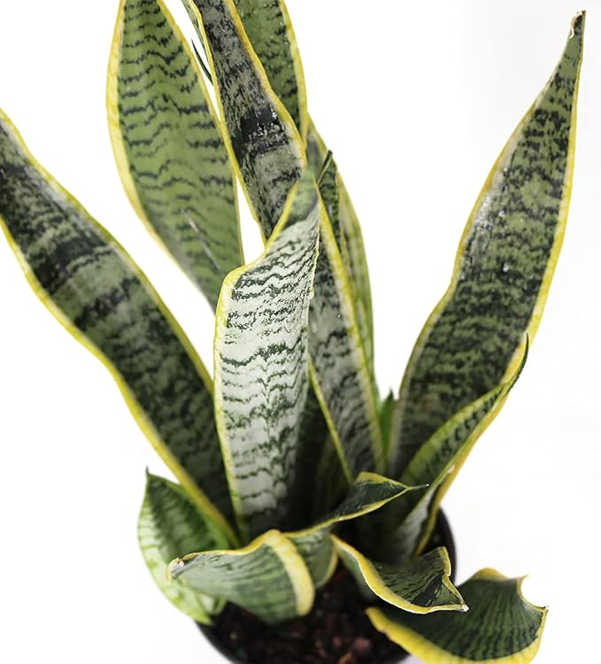 American Plant Exchange Snake Plants, Live Sansevieria Pack of Two 6-Inch Pots, Laurentii & Zeylanica, Easy Care, Air Purifying, Indoor Houseplants for Versatile Home, Office & Garden Décor