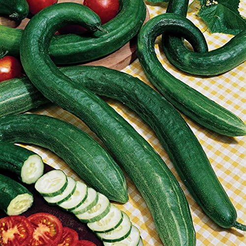 Park Seed Early Spring Burpless Hybrid Cucumber Seeds, Pack of 30 Seeds