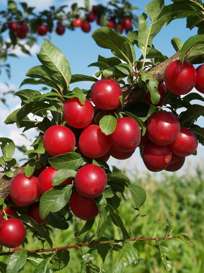 American Red Plum Tree Seeds for Planting, 5 Fruit Seeds Per Packet, (Isla's Garden Seeds), Non GMO & Heirloom Seeds, Botanical Name: Prunus Americana, Great Home Garden Gift
