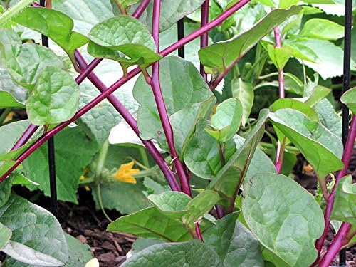 30 Malabar Red Stem Spinach Seeds Herb Heirloom Non-GMO Phooi Leaf, Red Vine, Alugbati, Vietnamese, from USA