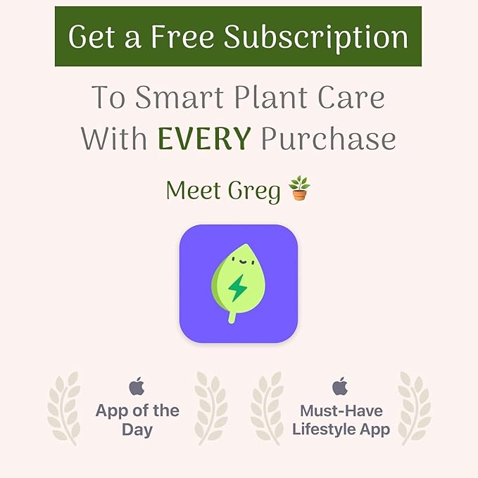 American Plant Exchange Spathiphyllum Peace Lily Live Plant, Indoor Flowering Houseplants, 4-Inch Pots, 2 Pack, Pot Covers, Easy Care, Low Light, Perfect for Housewarming, Sympathy, or Party Gifts