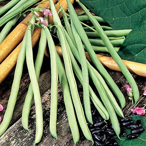 Park Seed Bean Seeds Harvest and Grow Your Own Spring Garden Vegetables, Cobra, Pack of 150