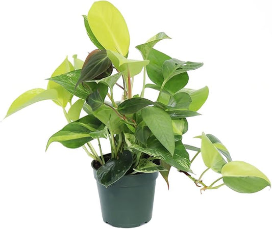 AMERICAN PLANT EXCHANGE Exotic Houseplant Dish Garden, 4-Inch Pot, Assorted Vining Foliage, Live Indoor Plants, Seasonal Selection of Philodendrons, Pothos, Scindapsus and More!