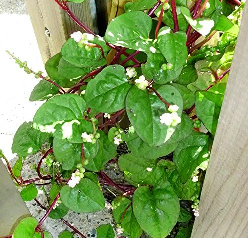 30 Malabar Red Stem Spinach Seeds Herb Heirloom Non-GMO Phooi Leaf, Red Vine, Alugbati, Vietnamese, from USA