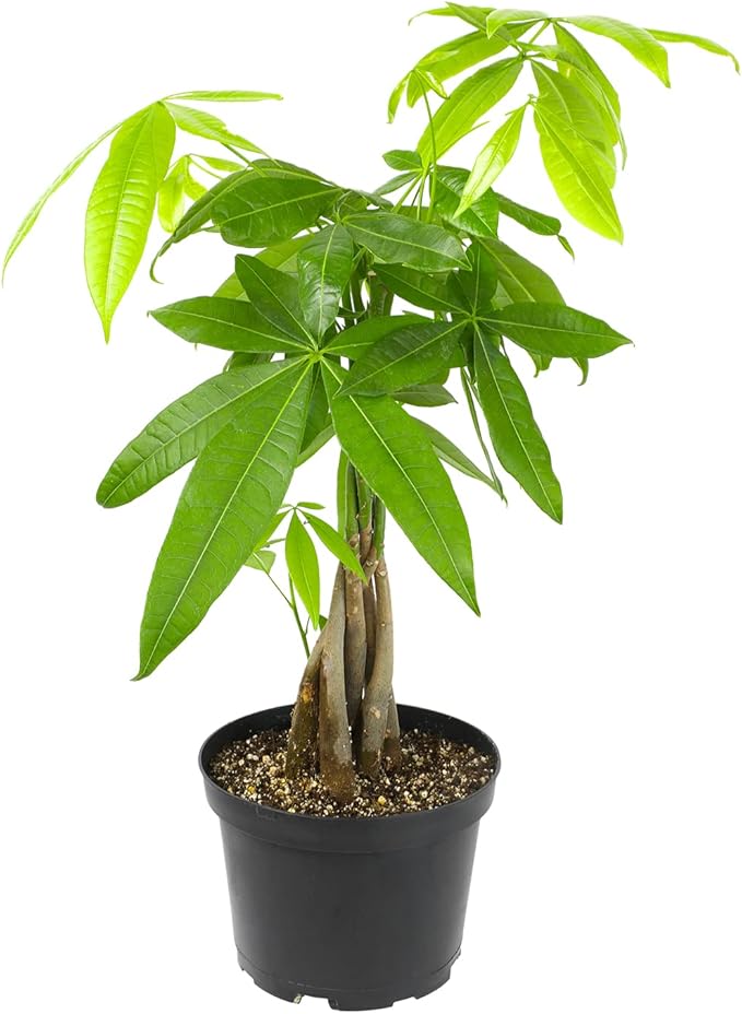 Money Tree Plant Indoor House Plants, Chinese Money Plant Decor, Bonsai Tree Feng Shui Decor, House Plants Indoors Live Plants Indoor Plants Live Houseplants Live Indoor Live Plants by Plants for Pets