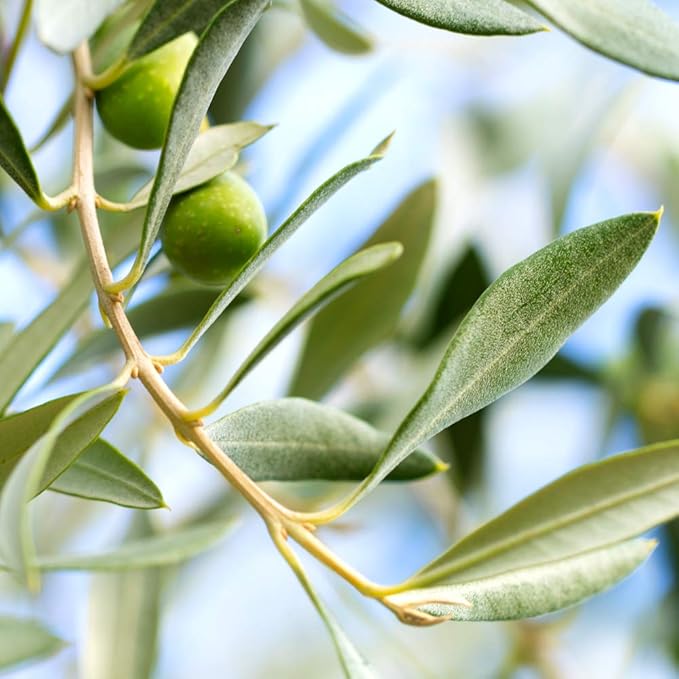 PERFECT PLANTS Arbequina Olive Live Plant, 2-3ft, Includes Care Guide