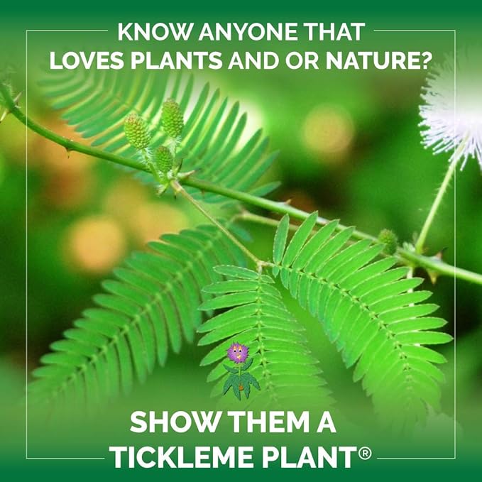 TickleMe Plant Seeds Pack (2) – Fun Party Favor, Leaves Fold When Touched! Easy to Grow Indoors, Can Flower, Includes 10 Activities, Reopens in Minutes – Perfect for Valentine's Day!