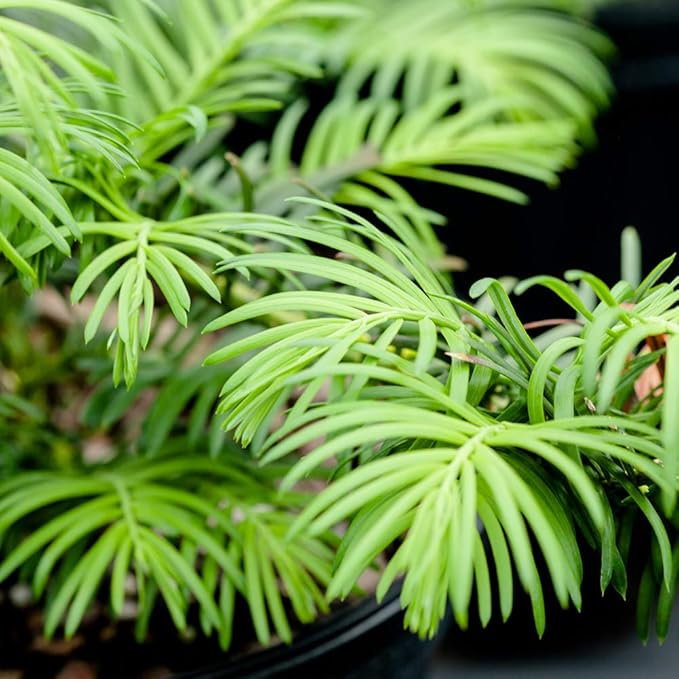 Perfect Plants Spreading Yew Cephalotaxus Live Plant, 3 Gallon, Includes Care Guide