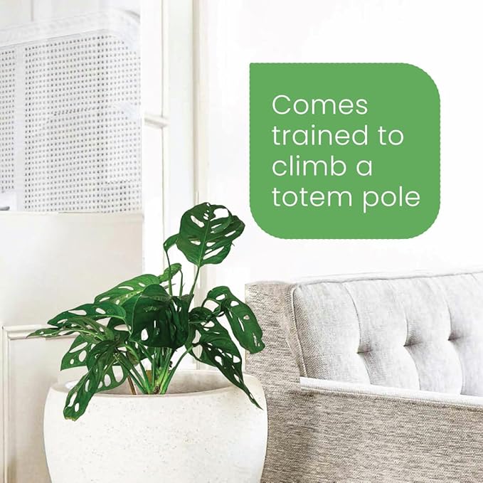 American Plant Exchange Monstera Adansonii Swiss Cheese Plant, Live Trailing Vine in 8-Inch Hanging Basket for Home and Garden Decor, Air Purifying