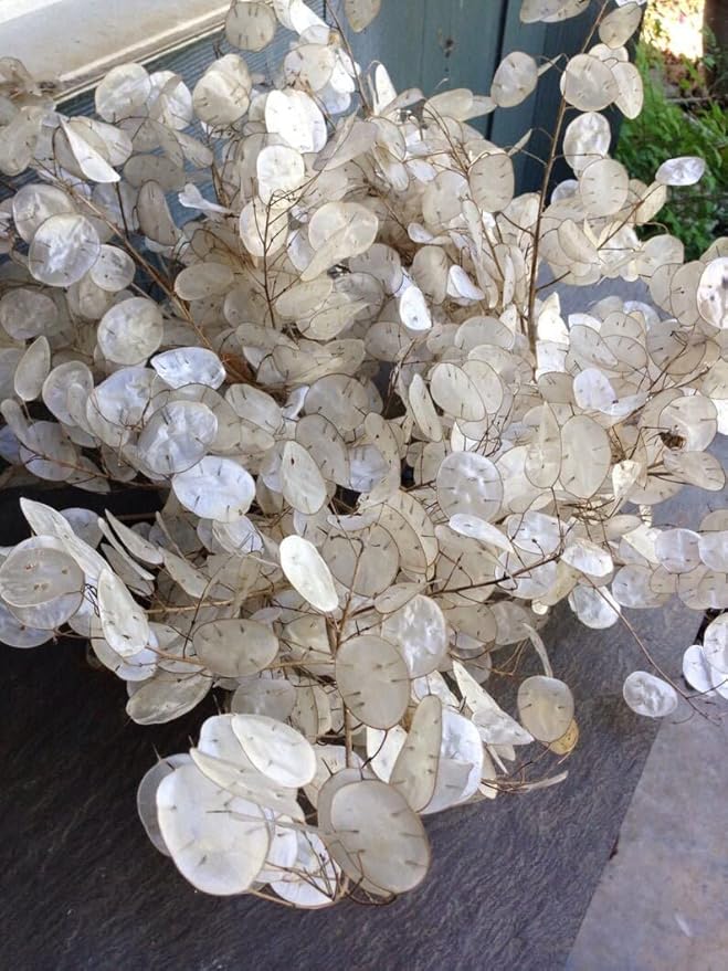 Money Plant Seeds - 50+ Count Packet - for 2024 Non GMO USA Lunaria Annual Honesty Silver Dollar Plant Wildflower Garden Flower