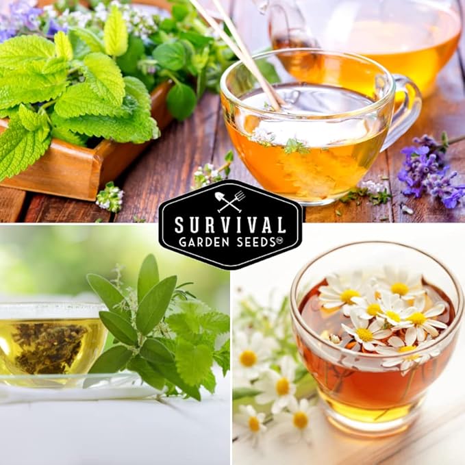 Medicinal Tea Seeds Collection - 9 Non-GMO Heirloom Herbs to Grow in The Garden - Chamomile, Lavender, Echinacea, Catnip, Lemon Balm, Marigold, Sage, Peppermint, White Yarrow - Survival Garden Seeds