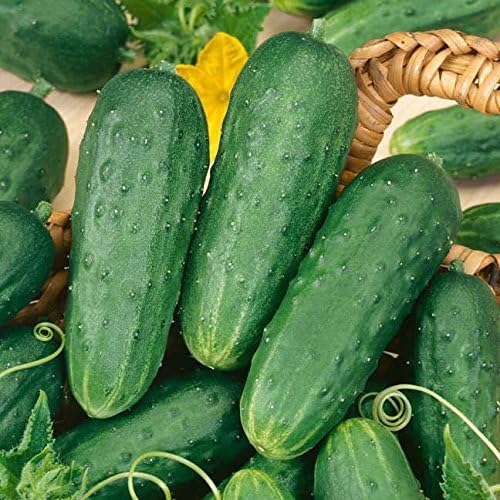 Park Seed Homemade Pickles Cucumber Seeds Pack of 30 Seeds