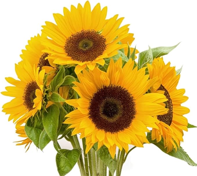 Dwarf Sunflower Seeds for Planting