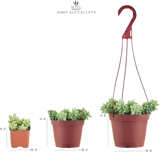 Shop Succulents | String of Succulents Collection | Burrito Sedum/Donkey Tail Live Outdoor/Indoor Hanging Succulent Plant | Fully Rooted in Soil