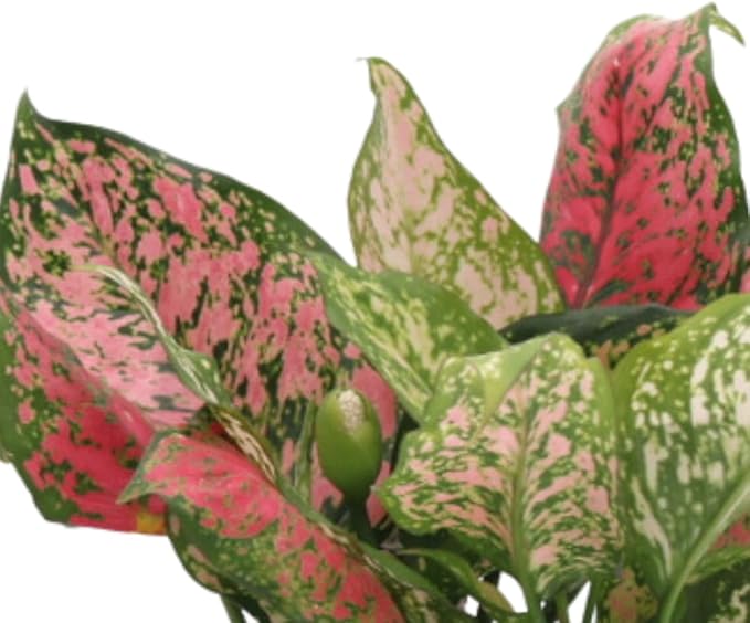 American Plant Exchange Aglaonema Hot Pink Wishes, 6-Inch Pot, Stunning Pink & Red Color, Easy Care Live Plant for Home & Office