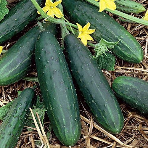 Park Seed Spacemaster Cucumber Seeds, High-Yield, Pack of 30 Seeds.
