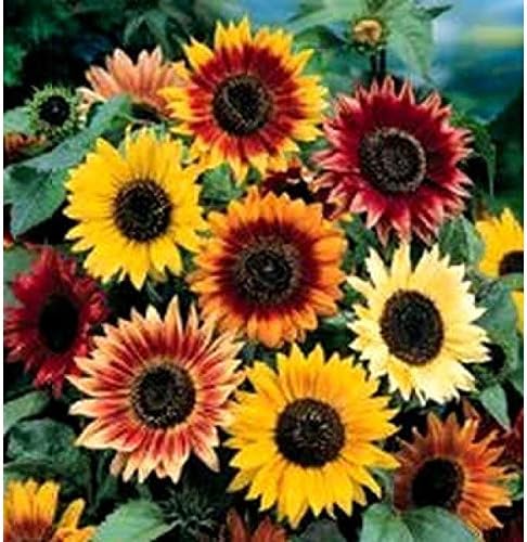 Non GMO Bulk Autumn Beauty Sunflower Seeds- Helianthus annuus (5 Lbs)