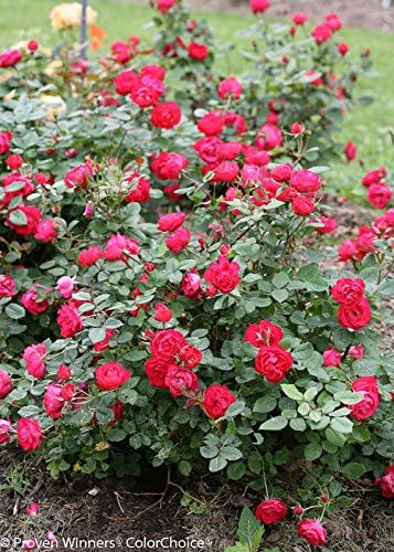Proven Winners - Rosa OSO EASY Double Red (Landcape Rose) Rose, red flowers, #2 - Size Container