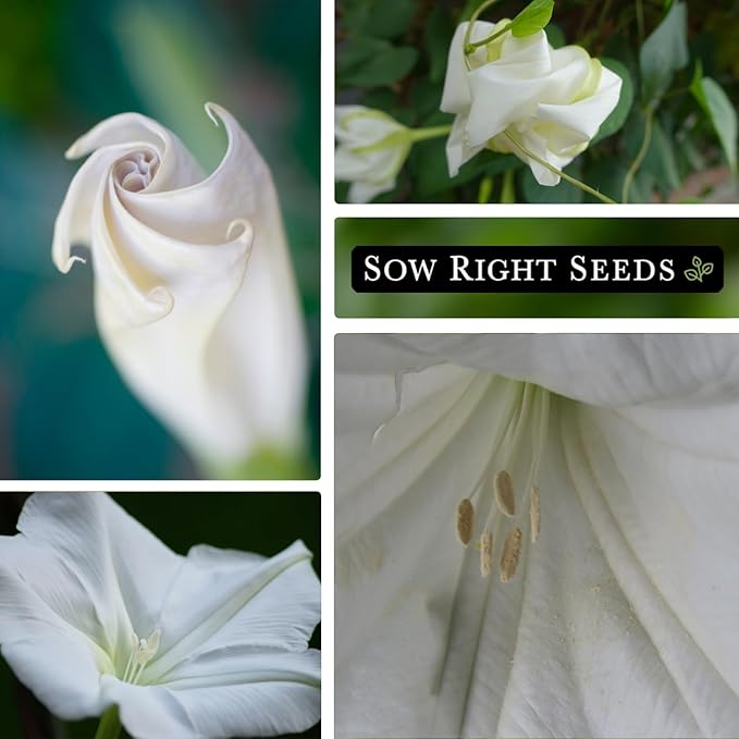 Sow Right Seeds - Moonflower (Ipomoea alba) Flower Seeds for Planting - Beautiful Flowers to Plant in Your Home Garden - Non-GMO Heirloom Seeds - Tall Annual Great for Cut Flowers - Wonderful Gift (2)