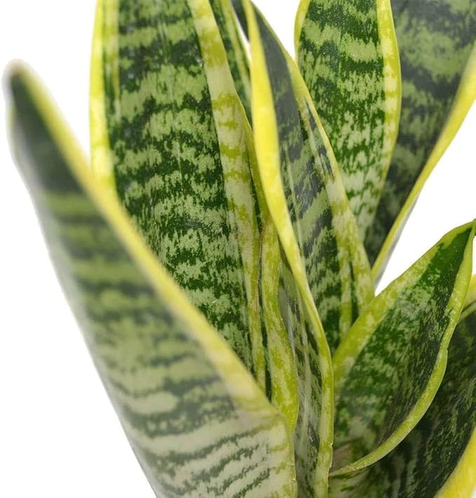 American Plant Exchange Snake Plant, Medium-Size 6-Inch Pot Yellow Sansevieria, Easy-to-Care Air Purifying Live Houseplant for Home, Office & Garden Décor