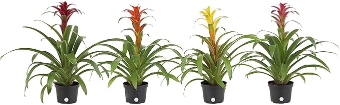 Costa Farms Live Bromeliad Indoor Tabletop Plant in 6-Inch Grower's Pot, Grower's Choice - Red, Pink, Orange, Yellow