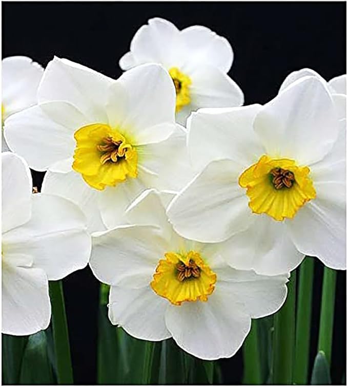 10 Tete a Tete Narcissus Bulbs - Top Size Daffodil Bulbs