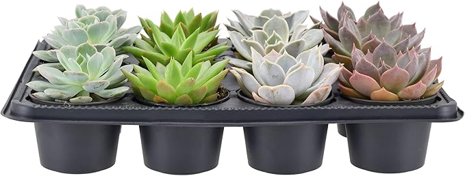 Arcadia Garden Products Live Assorted Mini Succulents in 2 in. Grower Pot, 12-Pack, Green (LV66) ***Cannot Ship to Hawaii***
