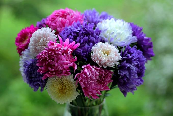 Peony Aster Mix About 100 Seeds for Planting Non-GMO Pack with Growing Instructions Flower Garden