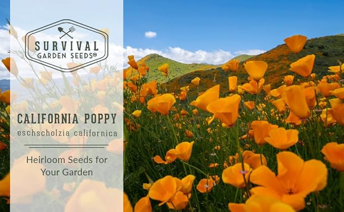 Survival Garden Seeds 1 Packet California Poppy for Planting - Seed Packs with Instructions to Grow Eschscholzia Californica Plants in Your Home Flower Garden - Non-GMO Heirloom Wildflower Variety