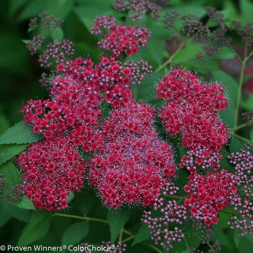 Proven Winners - Spiraea jap. Double Play Red (Spirea) Shrub, red flowers, #3 - Size Container