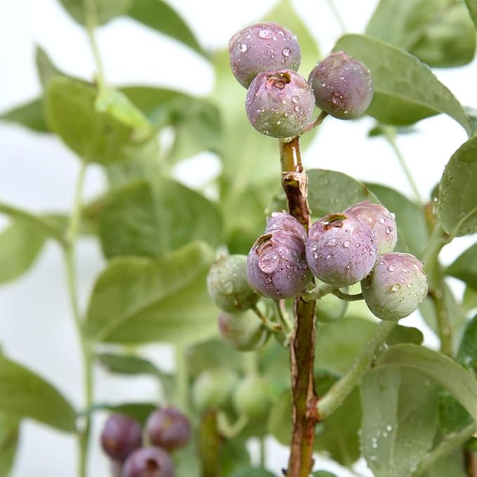 PERFECT PLANTS Premier Blueberry Live Plant, 1 Gallon, Light Green