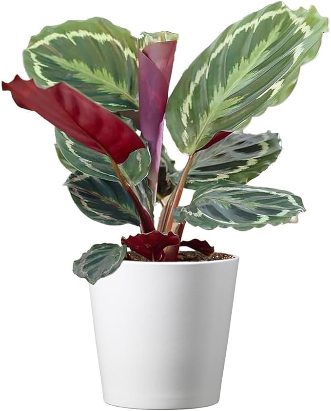 American Plant Exchange Calathea Medallion Live Prayer Plant, 6-Inch Pot W/Stylish Cover, Pet Safe, Low Light, & Air Purifying Tropical Indoor Plant for Home, Office & Garden Décor