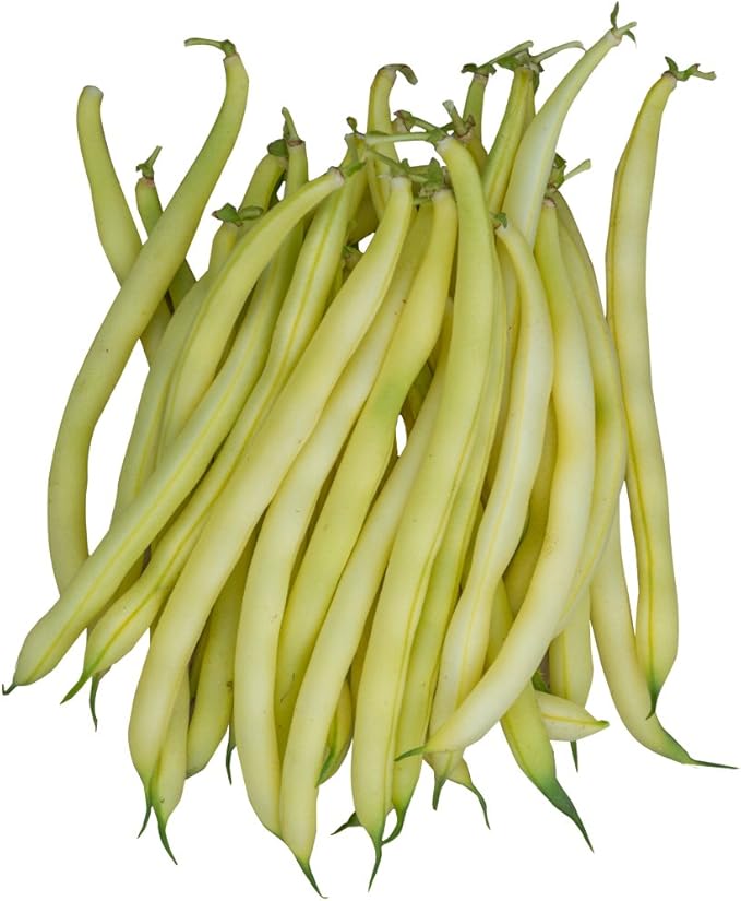Burpee Gold Mine Bush Bean Seeds 2 ounces of seed