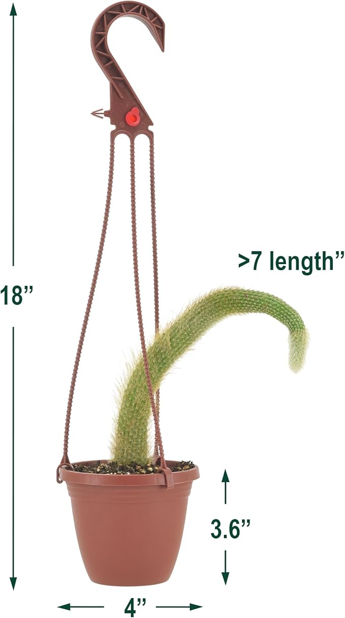 Arcadia Garden Products Live Monkey Tail Cactus Indoor Houseplant in Plastic Hanging Basket, Cleistocactus Colademononis Blooming Succulent Plant Gift for Home and Garden Decor, 4-inch