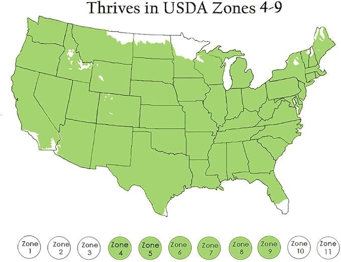 Shrub Wintergreen Boxwood 2.5 Qt, 1 Gallon, Green Foliage (Pack of 4)