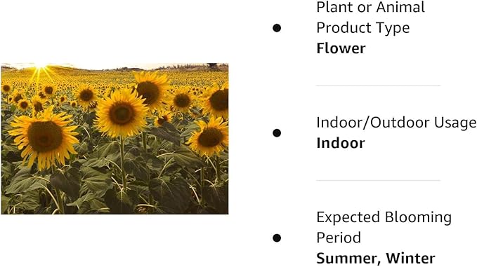 Dwarf Sunflower Seeds for Planting