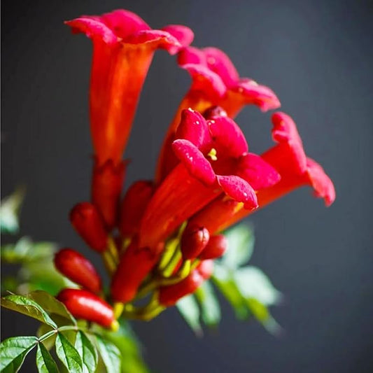 YEGAOL Garden 20Pcs Trumpet Vine Seeds Hummingbird Vine Campsis Radicans Non-GMO Fast-Growing Attract Pollinators Drought Tolerance Garden Plant Flower Seeds