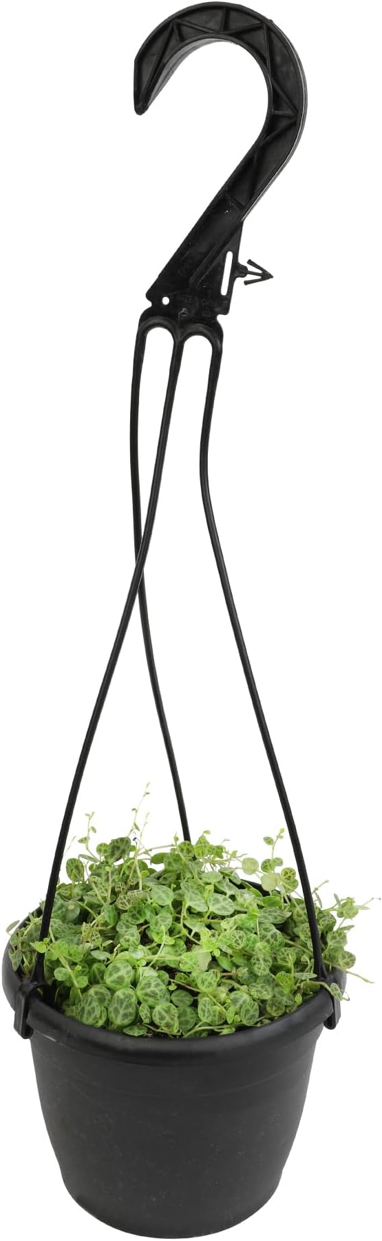 String of Turtles Live Plant Hanging Basket, Peperomia prostrata, Live Succulents Plants Live Houseplants, House Plants Indoors Live Indoor House Plants, Peperomia Live Plant Basket by Plants for Pets