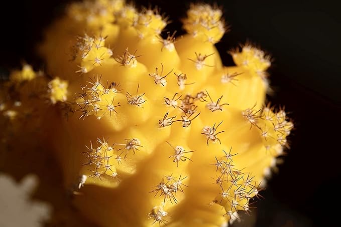 Grafted Cactus Plants Live in Clay Pots for Plants (3 PK), Live Cactus Plant in Cactus Soil Potting Mix, Live Mini Cactus Succulents Plants Live Cacti, Live Succulents in Cactus Pot by Plants for Pets