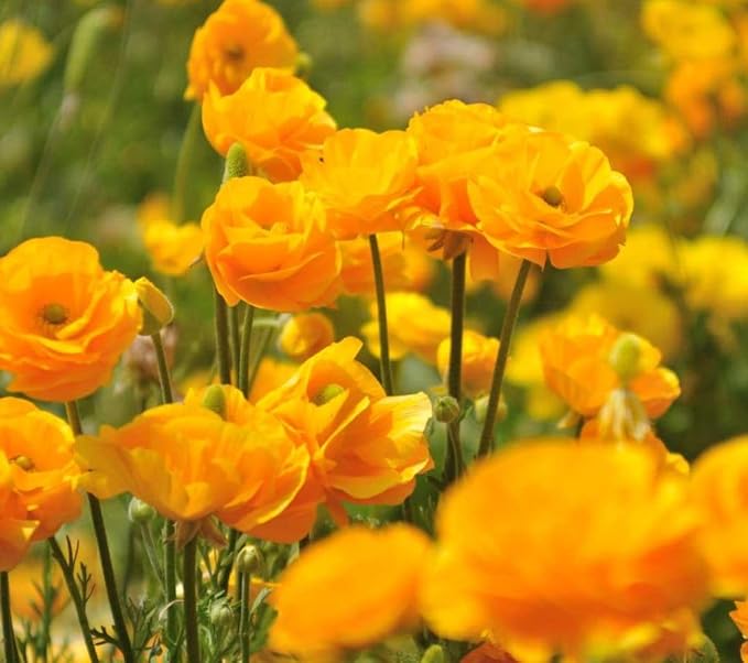 Mixed Peony Ranunculus Bulbs- Persian Buttercup -10 Corms Bulbs Flowering Blooms Perennial Bulbous Root Garden Plant (Yellow)